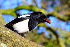 DSC_0047.jpg