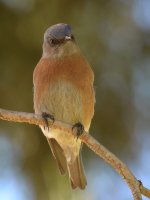 Bluebird5.jpg