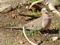 Dove2.jpg