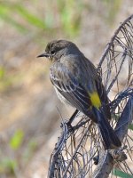 Finch3.jpg