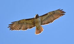 Hawk2.jpg