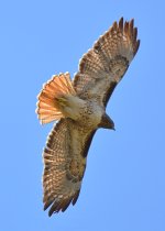 Hawk4.jpg
