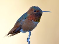 Hummer2.jpg