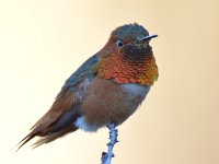 Hummer3.jpg