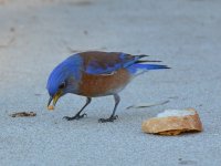 Bluebird13.jpg
