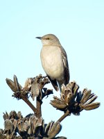 Mockingbird.jpg