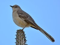 Mockingbird2.jpg