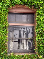 Window.jpg
