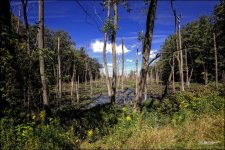 Swamp Geneva.jpg