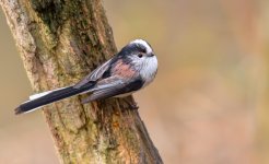 LTT-3.jpg