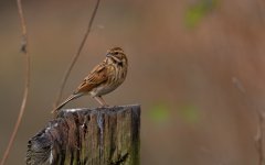 Reed-Bunting-3.jpg