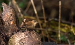 Wren-2.jpg