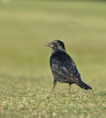 DSC_2871.jpg