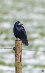 _DSC3334.jpg