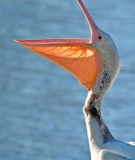Pelican4.jpg
