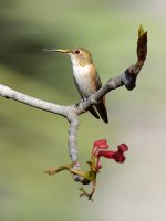 Hummer4.jpg