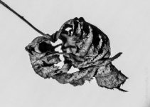 DHP_6991.jpg
