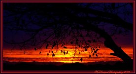 Winter Leaves at Sunset 1-24-2015 2.jpg