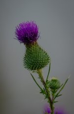 Thistle.jpg