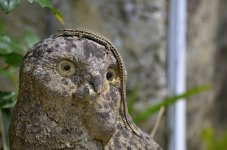 lizard crop.jpg