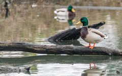_DSC3871.jpg