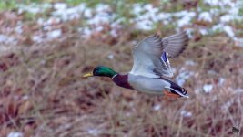 _DSC3896.jpg