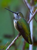 Hummer2.jpg