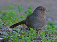 Towhee5.jpg