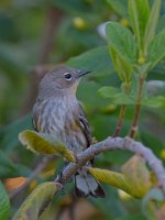 Finch7.jpg