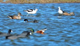 25th Jan 2015 079.JPG