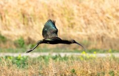 25th Jan 2015 072.JPG