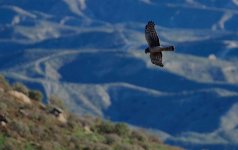 25th Jan 2015 002.JPG