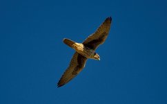 25th Jan 2015 016.JPG