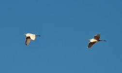 25th Jan 2015 026.JPG