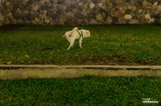 pissing-dog-1.jpg