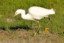 25th Jan 2015 028.JPG