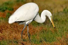 25th Jan 2015 031.JPG