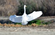 25th Jan 2015 081.JPG