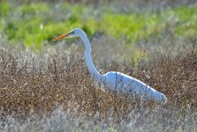 25th Jan 2015 097.JPG