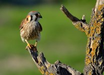 25th Jan 2015 041.JPG