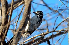 25th Jan 2015 047.JPG