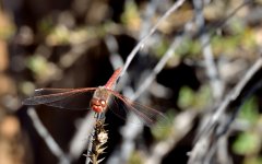 25th Jan 2015 058.JPG