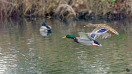 _DSC3906-Edit.jpg
