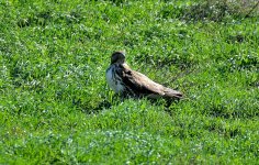 25th Jan 2015 109.JPG