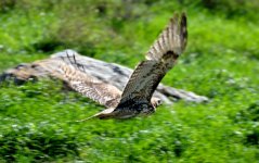 25th Jan 2015 116.JPG