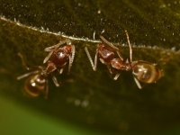 Ants.jpg