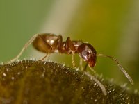 Ants2.jpg