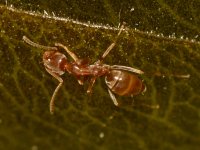 Ants3.jpg
