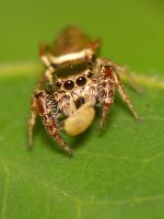 Spider.jpg