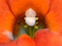 MimulusStamen.jpg